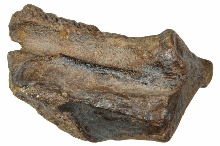 Fossil Triceratops Shed Tooth - Wyoming #358179